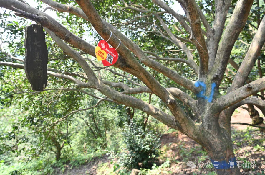 5145103826524222 image.png